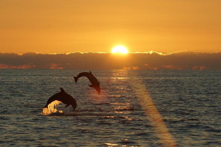 Crociera SeaQuest Sunset Dolphin a Destin