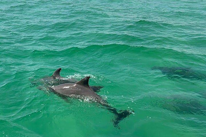 シークエスト昼間ドルフィンクルーズ（デスティン）