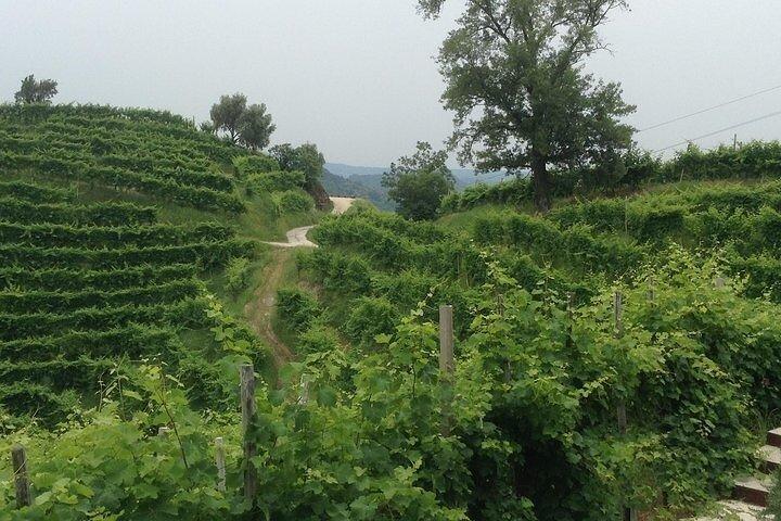 Små grupp Prosecco-upplevelse - från Venedig