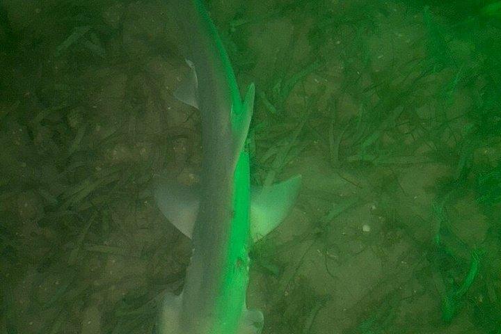 シャーキーズグラスボトムカヤックナイトツアー（魚の餌付け付き）