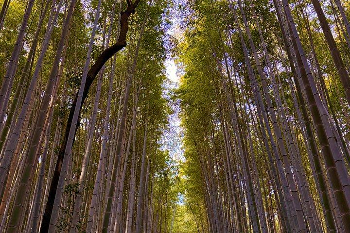 人ごみの向こうの嵐山 竹林と隠れた小道