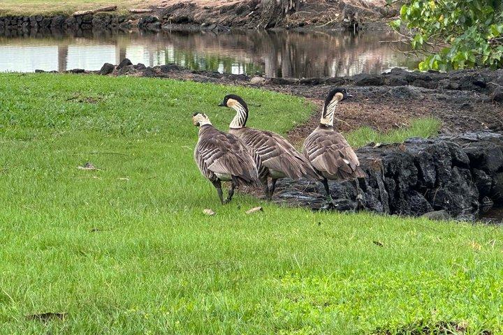 Hilo Highlights & Akaka Falls Kostüm Privat Tour