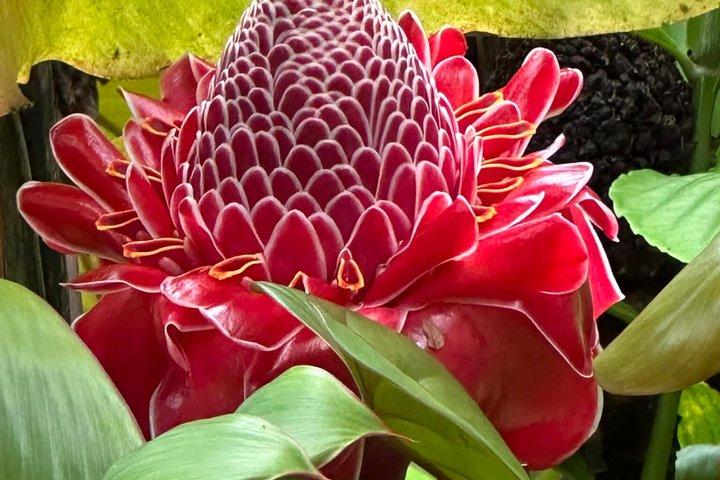 Hilo Highlights & Akaka Falls Kostüm Privat Tour