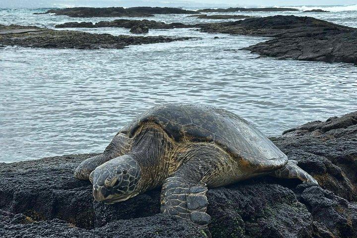 Hilo Highlights & Akaka Falls Kostüm Privat Tour