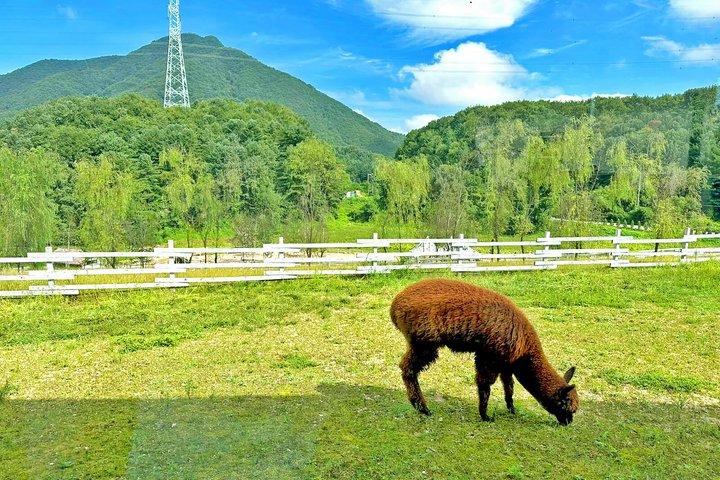 Seoul Eden Cherry Blossom en Nami Island en Alpaca tour