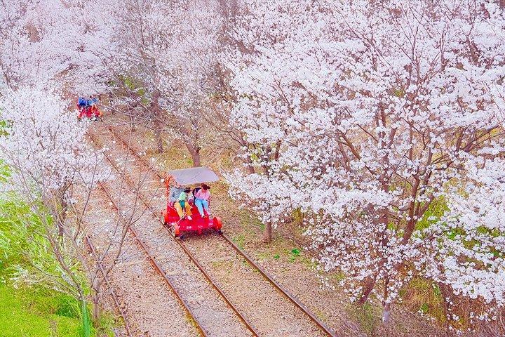 Séoul Eden Cherry Blossom, Nami Island, Alpaga et vélo sur rail