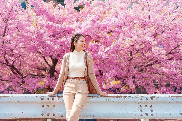 Eden Cherry Blossom e Nami Island Tour da Seul