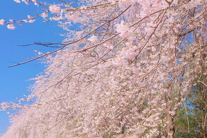 Eden Cherry Blossom e Nami Island Tour da Seul