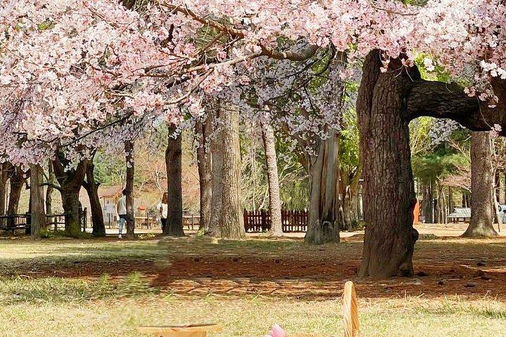 Eden Cherry Blossom e Nami Island Tour da Seul