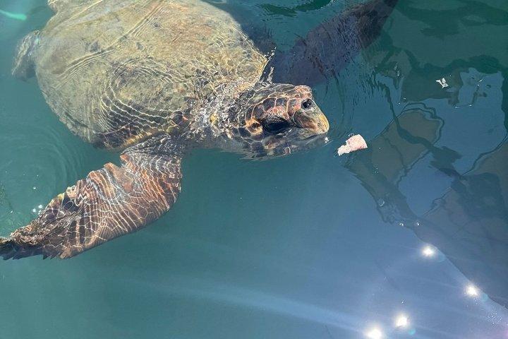 Small Group Turtle Tour Zakynthos