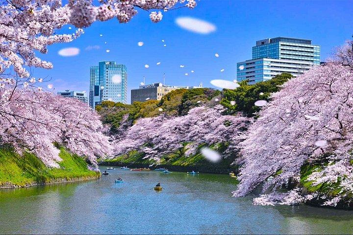 Cherry Blossom Tour i Tokyo med sjov guide