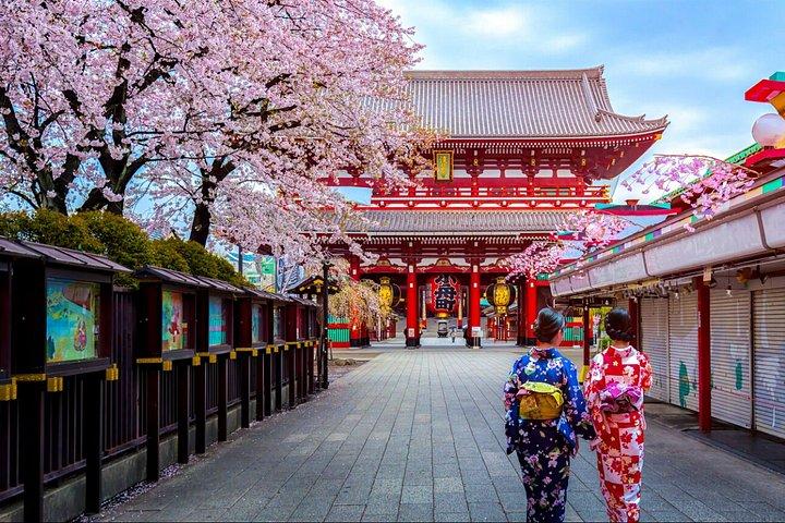 ファンガイド付き東京桜めぐり