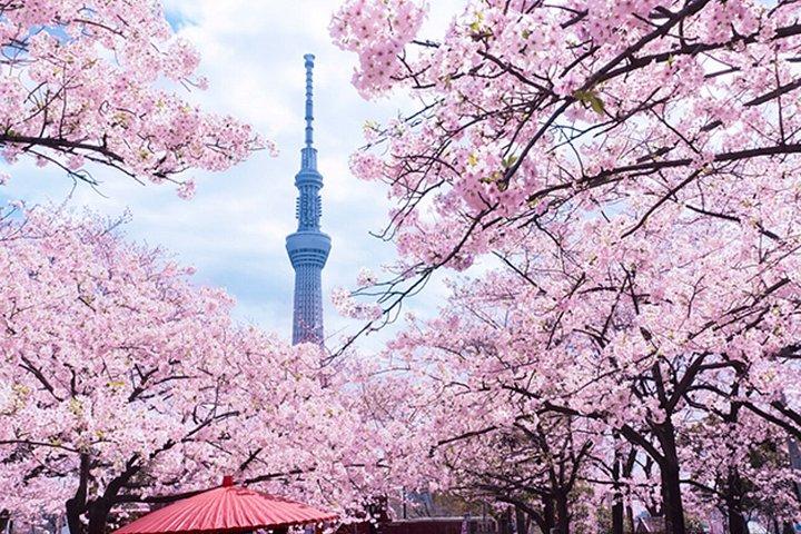 ファンガイド付き東京桜めぐり