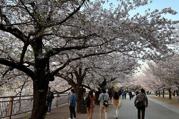大阪城と散歩で着物撮影