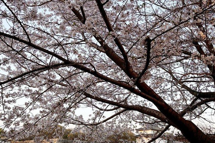 大阪城と散歩で着物撮影