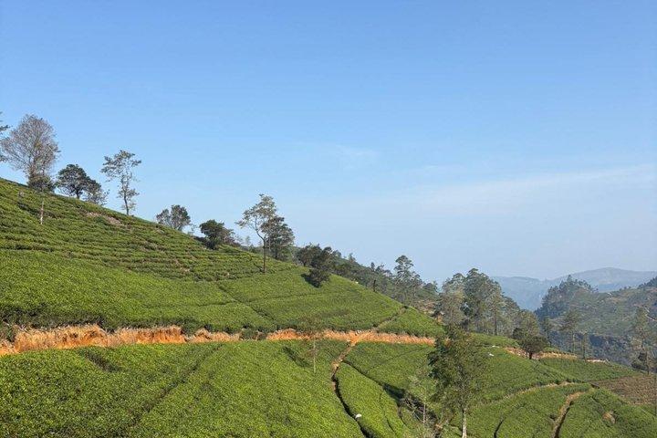 Excursion privée d'une journée Nuwara Eliya au départ de Kandy