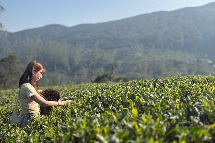 Excursion privée d'une journée Nuwara Eliya au départ de Kandy