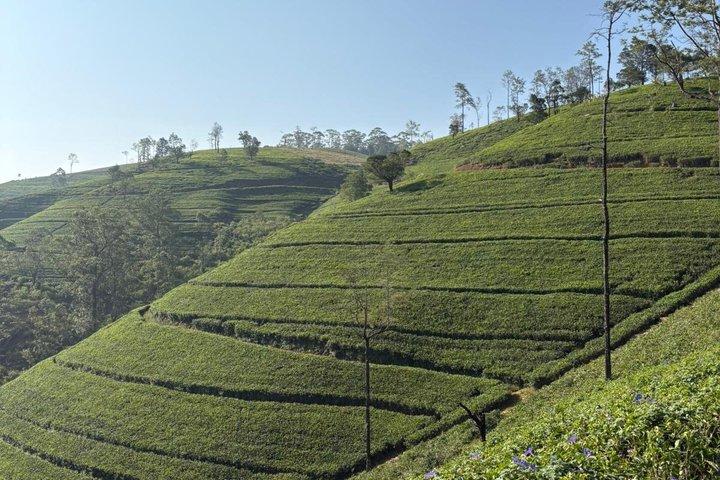Excursion privée d'une journée Nuwara Eliya au départ de Kandy