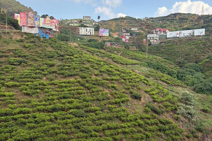 Private Full Day Nuwara Eliya Tour from Kandy