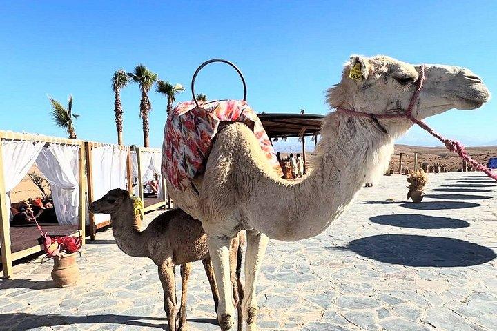 Agafay Desert Dinner Show Cammello e quad privato da Marrakech