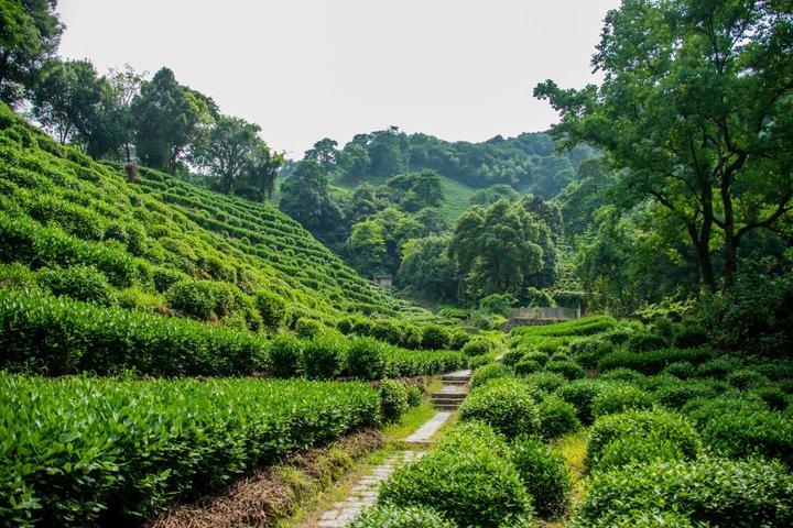 Himmel på jorden: Hangzhou og West Lake Scenic Escape fra Shanghai