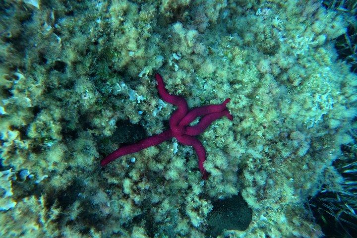 Mallorca: Scuba Diver Course in 1 Day