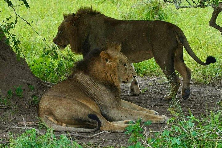 1日アカゲラ野生動物サファリ