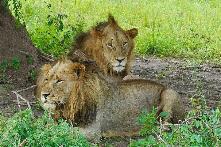 1日アカゲラ野生動物サファリ