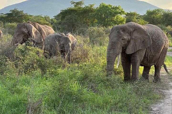 1日アカゲラ野生動物サファリ
