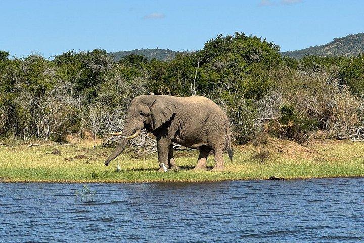 1日アカゲラ野生動物サファリ