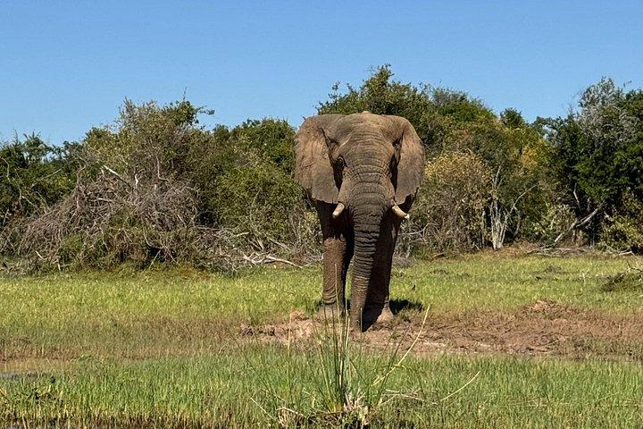1日アカゲラ野生動物サファリ