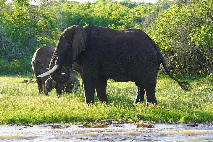 1日アカゲラ野生動物サファリ