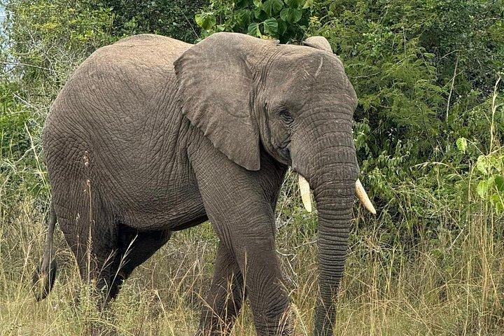 1日アカゲラ野生動物サファリ