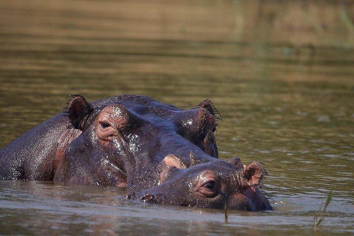 1日アカゲラ野生動物サファリ