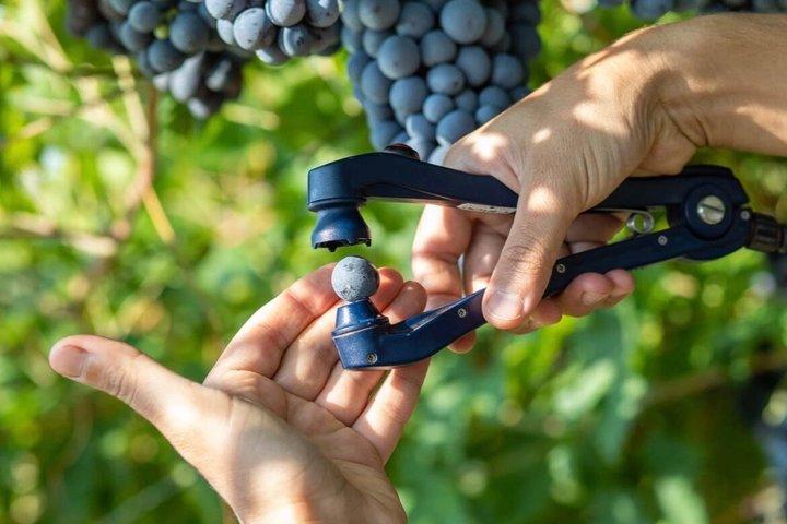 Amarone und Valpolicella Weingut Tour mit Transport von Verona
