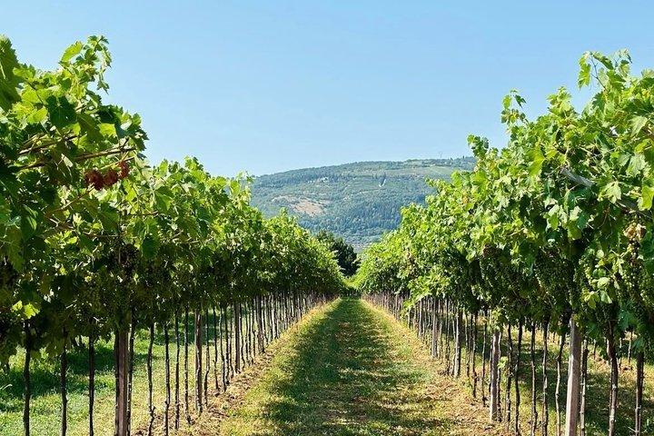 Amarone und Valpolicella Weingut Tour mit Transport von Verona