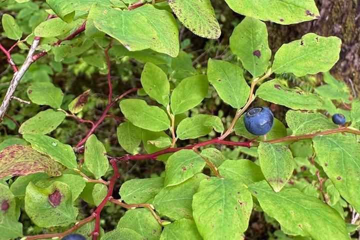 Small-Group Rainforest Hiking Adventure- Ketchikan Excursion