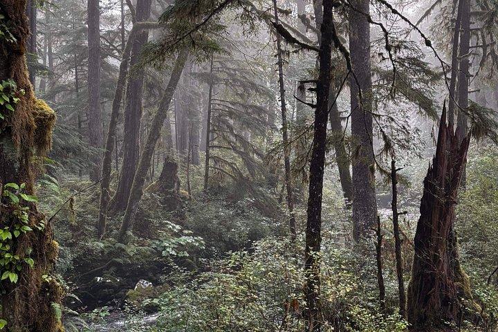 Small-Group Rainforest Hiking Adventure- Ketchikan Excursion