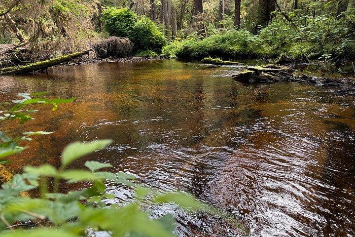 Small-Group Rainforest Hiking Adventure- Ketchikan Excursion