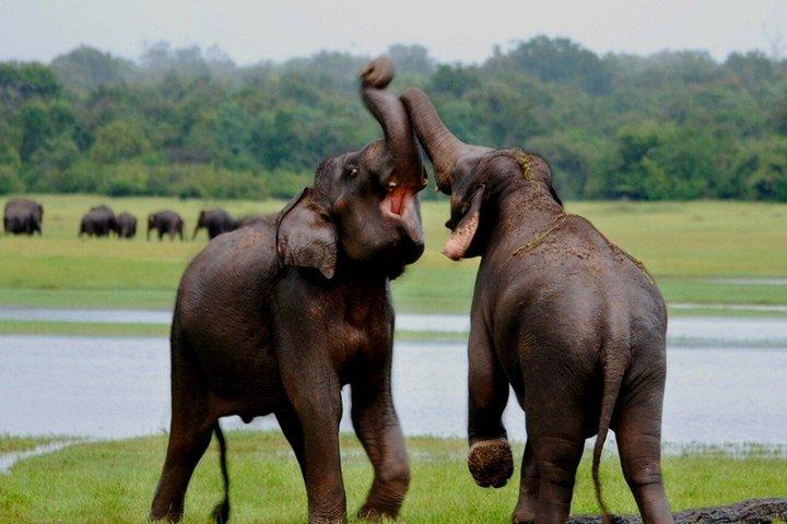 Udawalawe Elephant Safari & Transit Visita a domicilio Todo Incluido