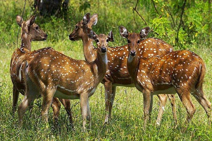 ウダワラウェ国立公園＆孤児院日帰り旅行オールインクルーシブ