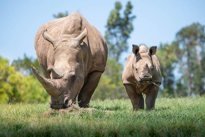 ヌーサ入園チケット付きオーストラリア動物園日帰りツアー
