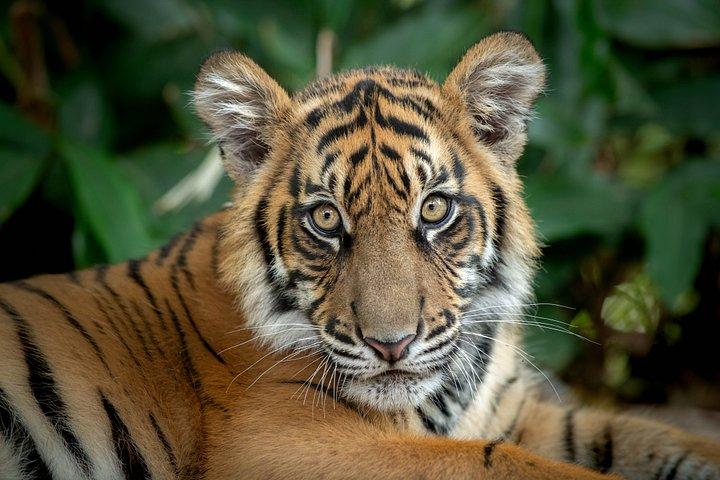 ヌーサ入園チケット付きオーストラリア動物園日帰りツアー