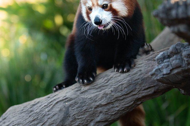 ヌーサ入園チケット付きオーストラリア動物園日帰りツアー