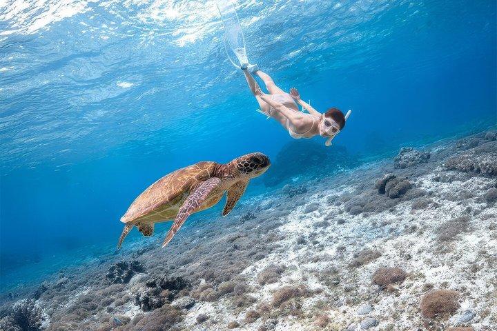 Turtle Snorkeling Mirissa: 100% Sighting Guarantee & Gratis GoPro