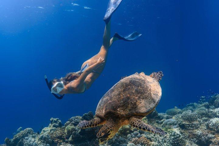 Turtle Snorkeling Mirissa: 100% Sighting Guarantee & Gratis GoPro