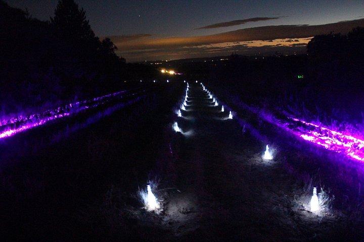 Between Vineyards and Night Lights Vineyard Adventure
