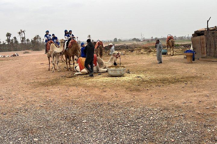 Excursion 1 buggy hour and 1 camel hour