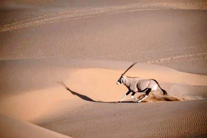 Walvis Bay Sandwich Harbor Half Day 4x4