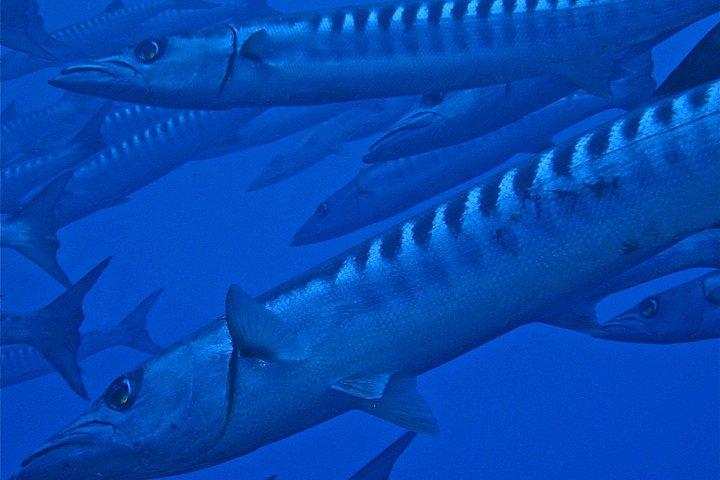 Scuba Diving Adventures in Rangiroa, French Polynesia